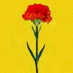 Flor de la clavellina (Joan Cabot)