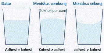 Pengertian Kohesi Adhesi Meniskus Cekung Meniskus Cembung Gambar Dan Contohnya