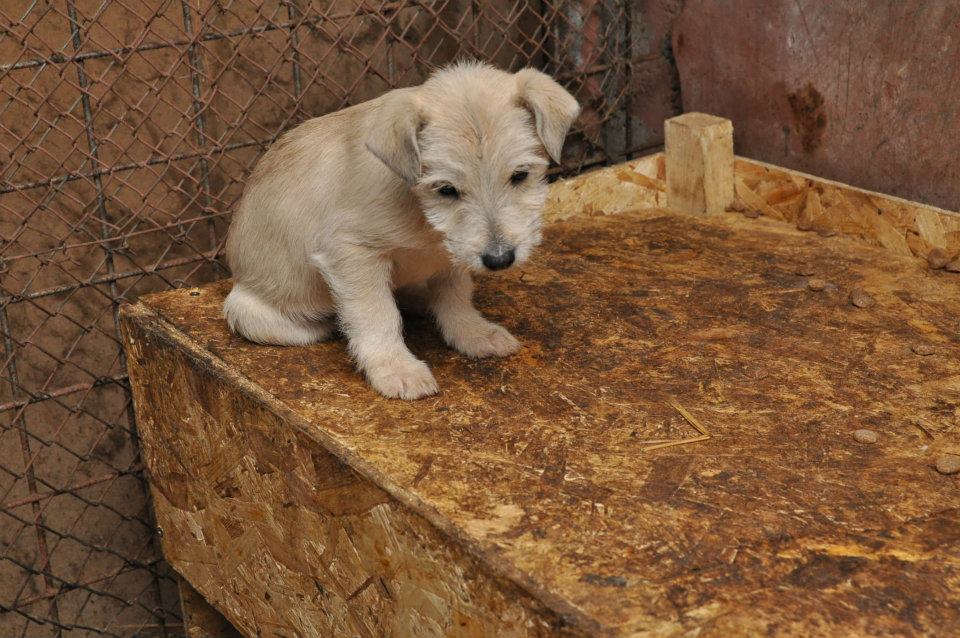 Adopt a Romanian Dog LUCKY Looking for a forever home