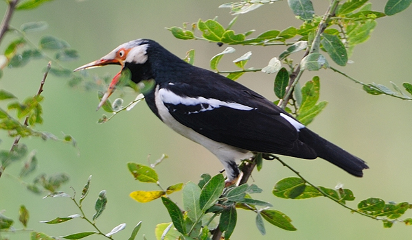 jalak suren malas bunyi