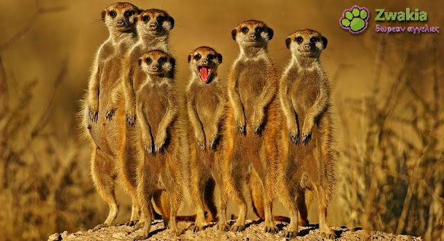 Suricata_suricatta_Meerkat