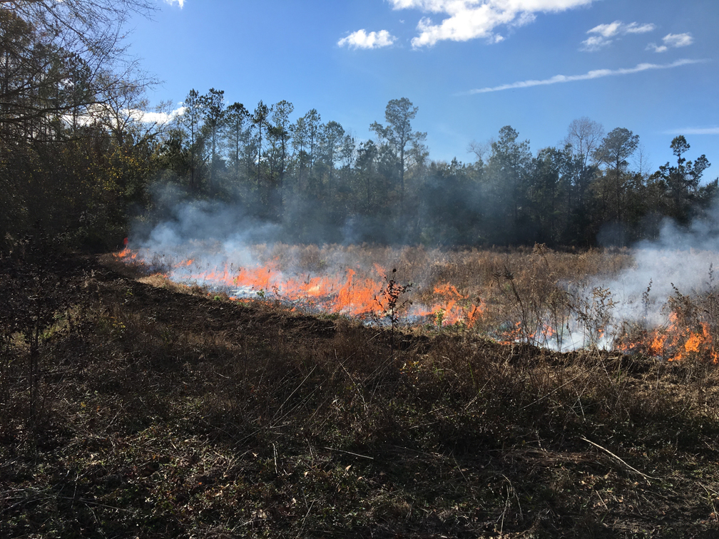 Audubon South Carolina Grassland Burning