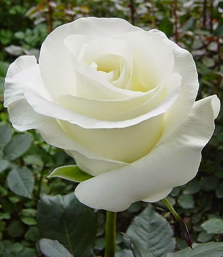 รายการ 100+ ภาพพื้นหลัง white rose กุหลาบ ขาว ใหม่ที่สุด