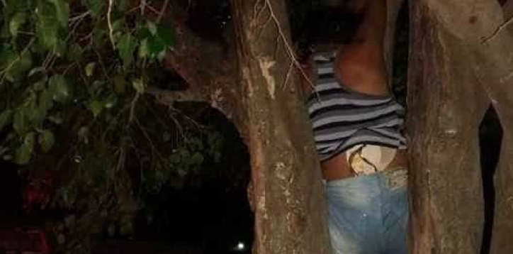 Mulher fica presa em árvore após tentar invadir casa do ex Mulher fica presa em árvore após tentar invadir casa do ex