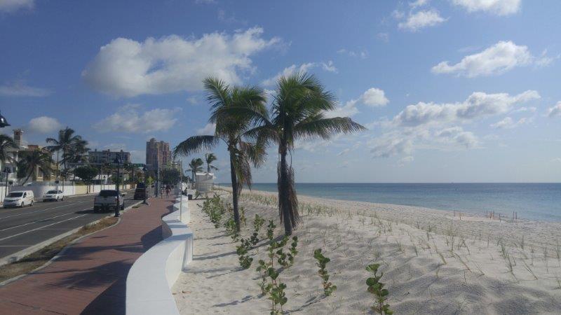 marks urban forest trees salt tolerance and dunes salt tolerant trees