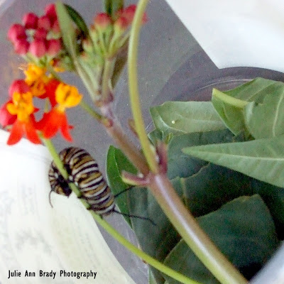 Monarch Butterfly Caterpillar and Egg on Tropical Milkweed Monarch Butterfly Caterpillar and Egg on Tropical Milkweed