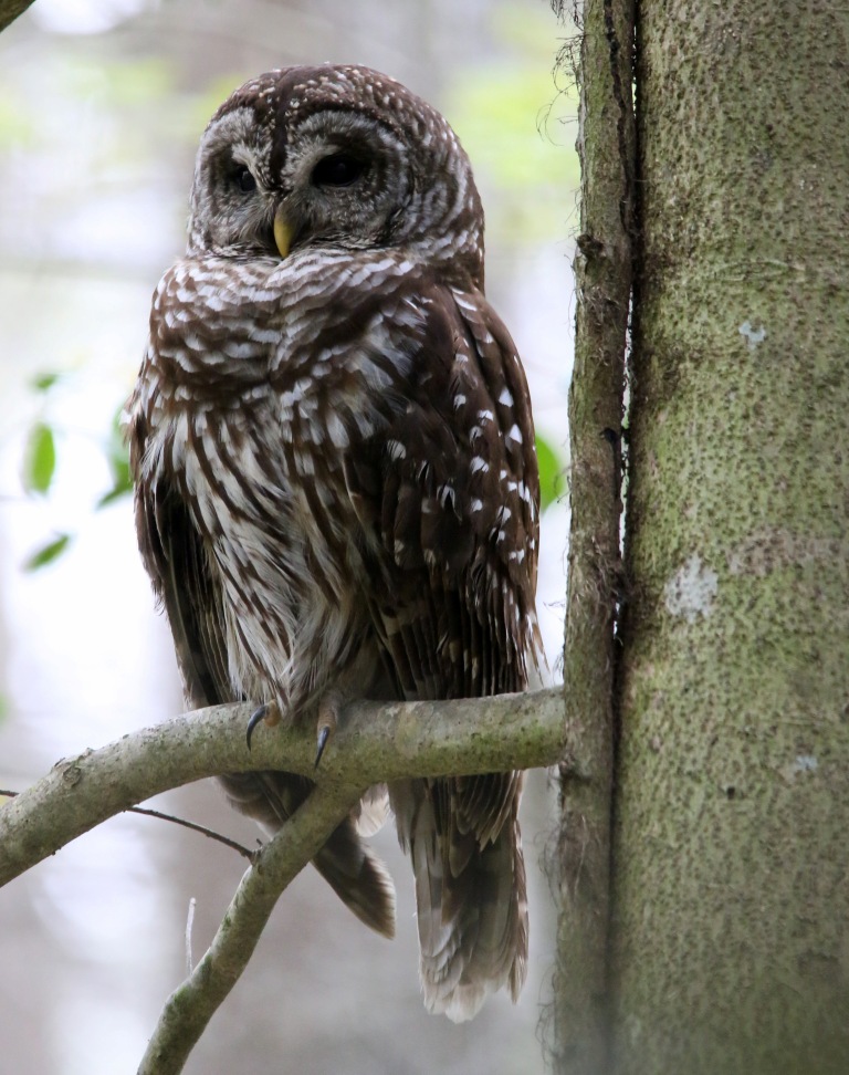 Ohio Birds and Biodiversity Congaree National Park