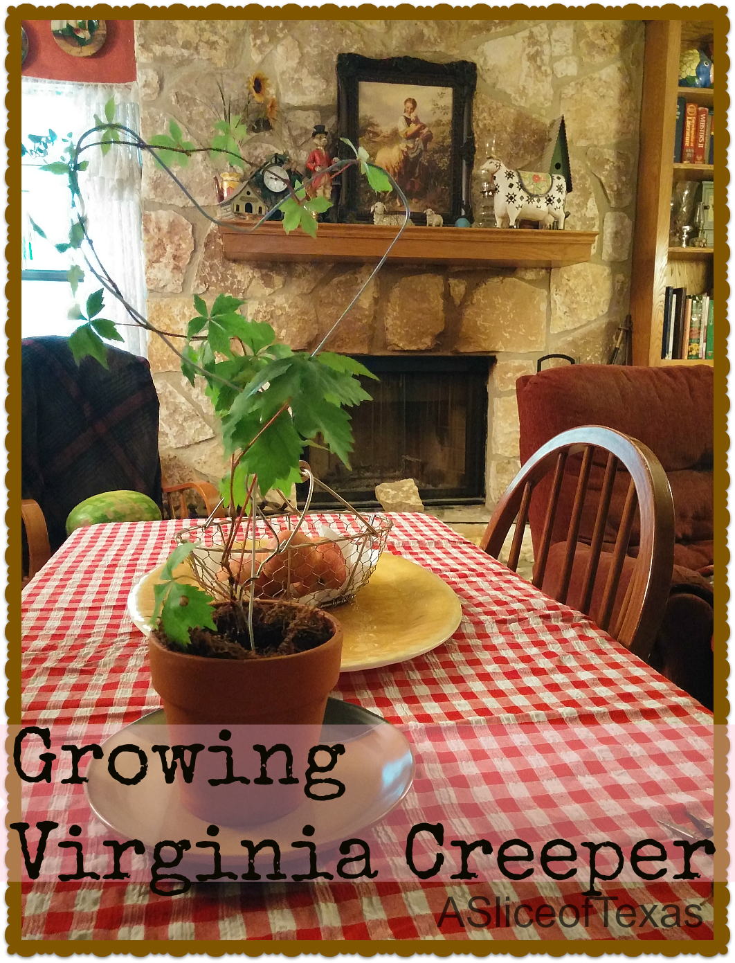 A Slice of Texas blog GROWING VIRGINIA CREEPER for shade and beauty