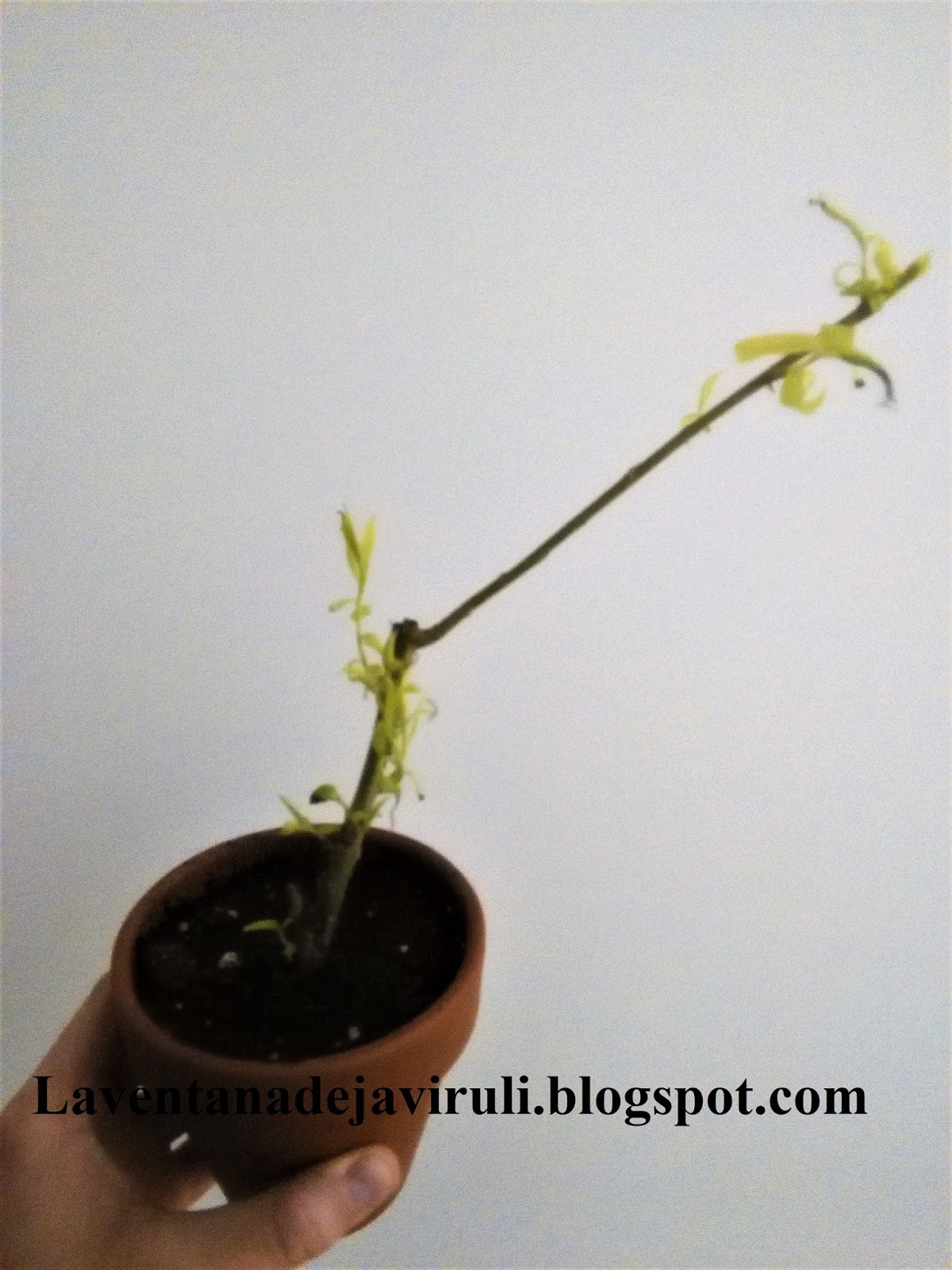 LA VENTANA DE JAVIRULI MULTIPLICAR SAUCE LLORON (Salix babylonica) POR