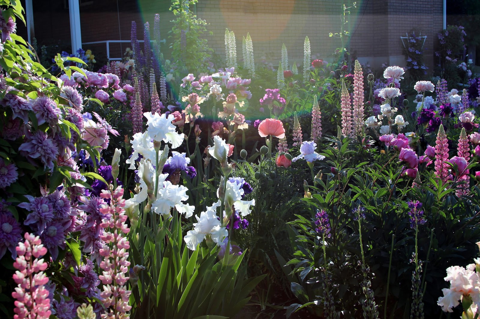 World of Irises "Talking Irises" TALL BEARDED IRISES IN FULL BLOOMA Wonderful Combination of