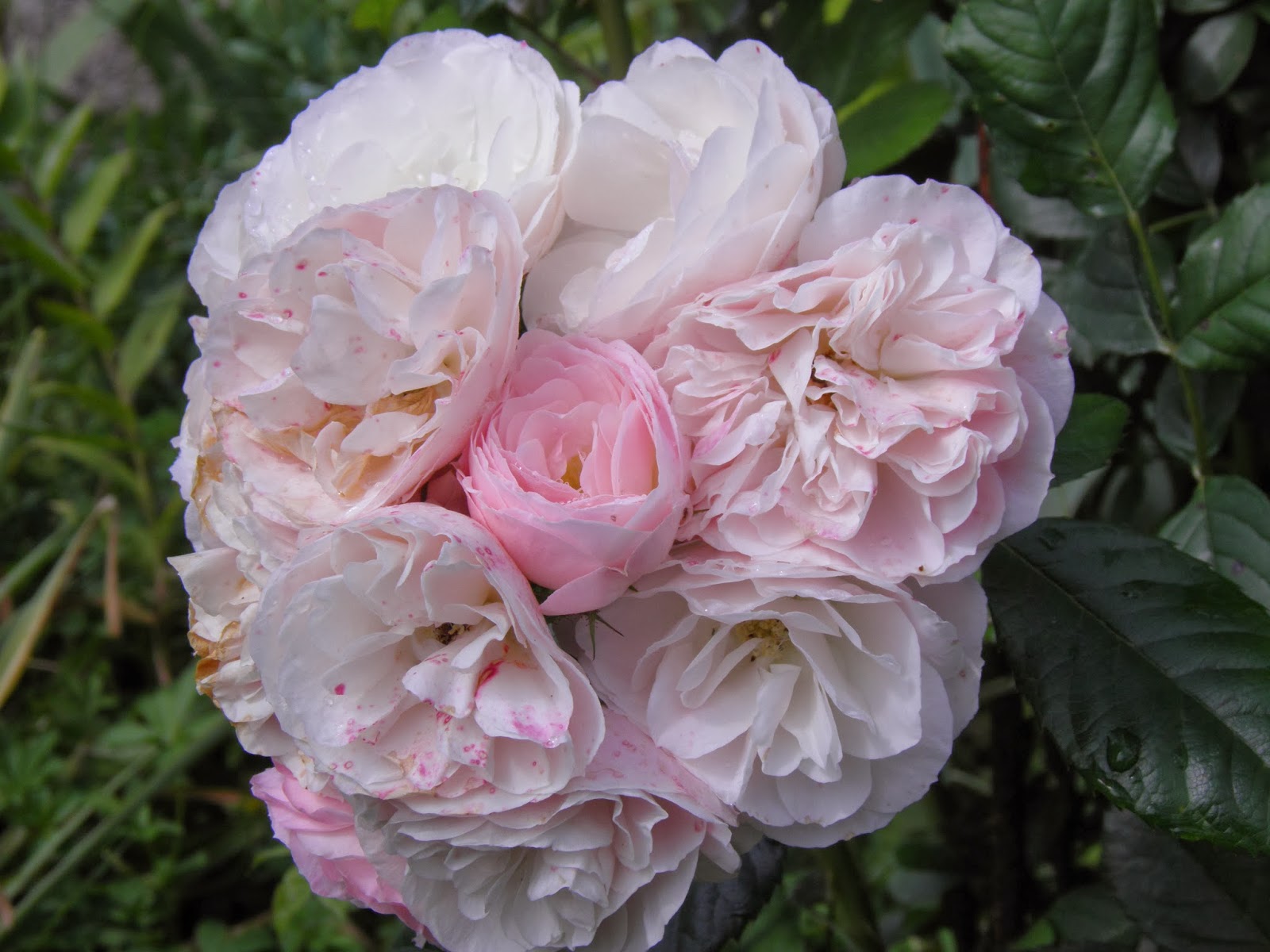 Comment s'appelle ce rosier?