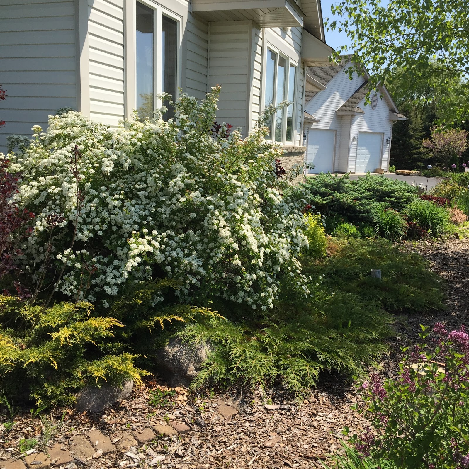 Pam's Garden Spot Bridal veil spirea