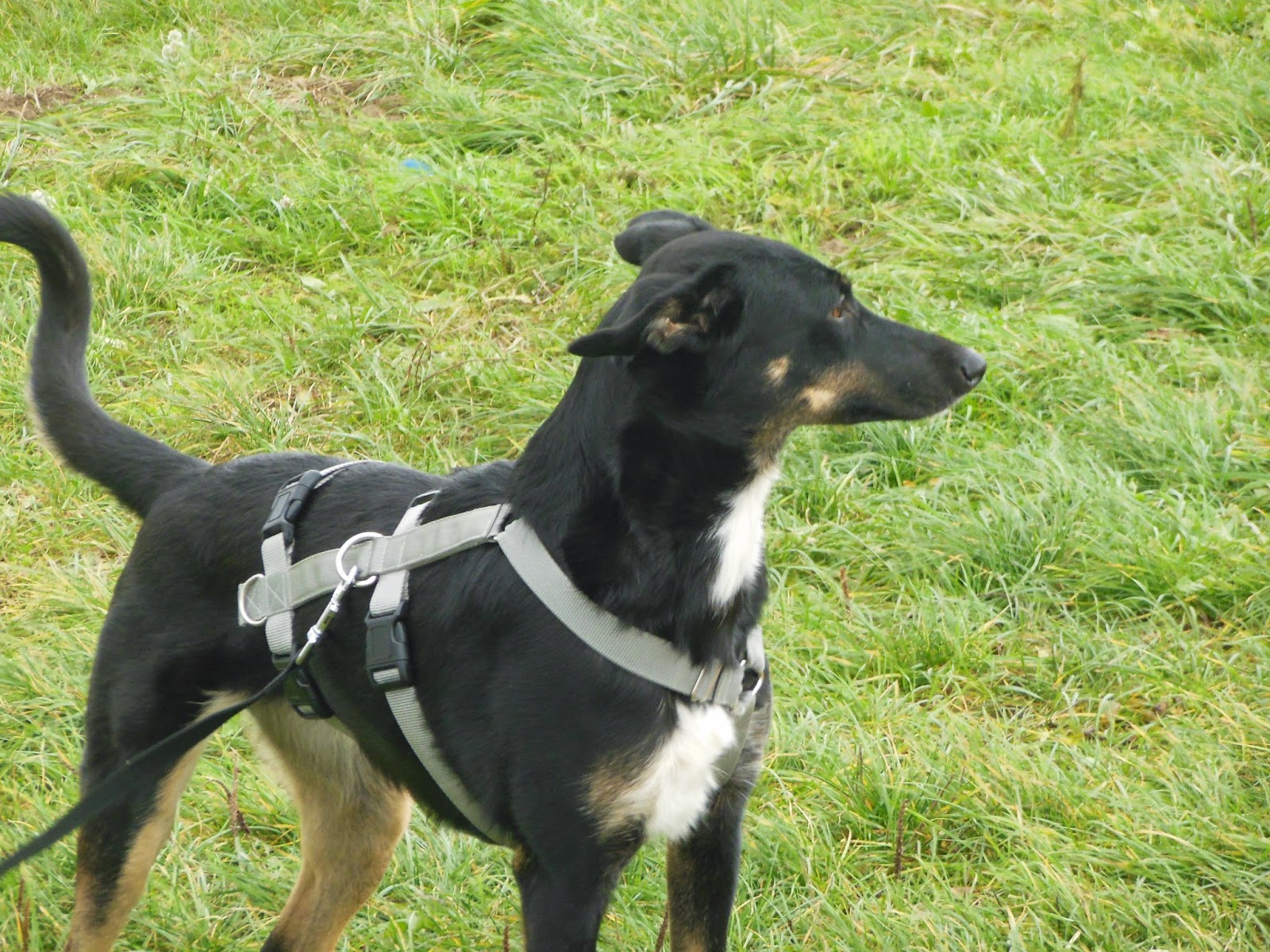 pflegestelle_hund — Der Hundeblog