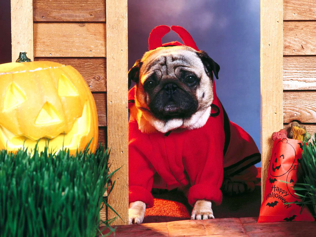 Wollongong Pugs Pugoween 2018 October 28 Australian Dog Lover