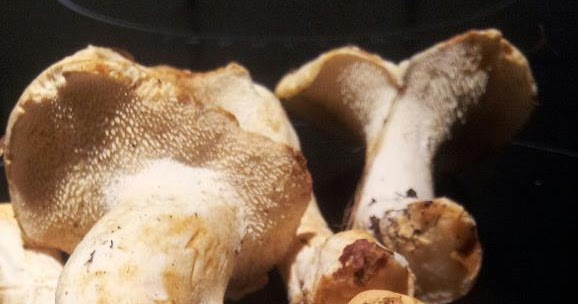 Pied de mouton au vinaigre | les pieds sous la table