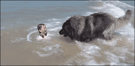 02-funny-gif-320-dog-protects-kid-from-danger.gif