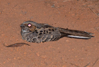 Pauraque, Nyctidromus albicollis