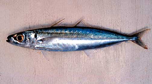 Jenis - Jenis Ikan Air Laut Ekonomis Penting [Bagian 3] - Lalaukan