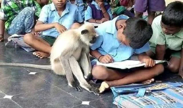 The monkey who classes with the students!