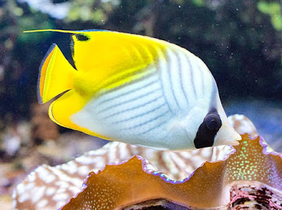 Pez Mariposa de Aletas Ribeteadas Pez Mariposa de Aletas Ribeteadas