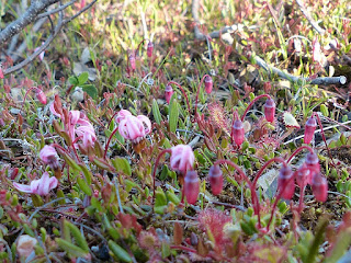Canneberge commune - Vaccinium oxycoccos Canneberge commune - Vaccinium oxycoccos