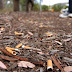 Illinois Bans Cigarette Butts, Issuing a $1,500 Fine to Anyone That Throws One on the Ground