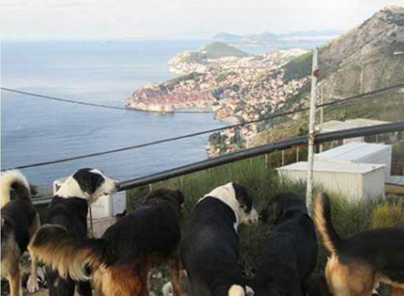 Dogs stolen from shelter - Night of Horror in Dubrovnik: Dogs stolen