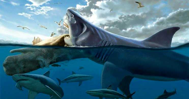 Yetişkin bir megalodonun boyu 21-23 metre arasında değişkenlik gösteriyordu.