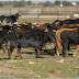 CURSO “EL TORO BRAVO” EN ALBACETE