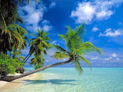 beach wallpapers palm tree desktop beaches trees sea ocean amazing palms sky florida without