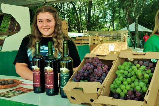 Vai Ter Vinho Colombense pra vender na Festa da Uva