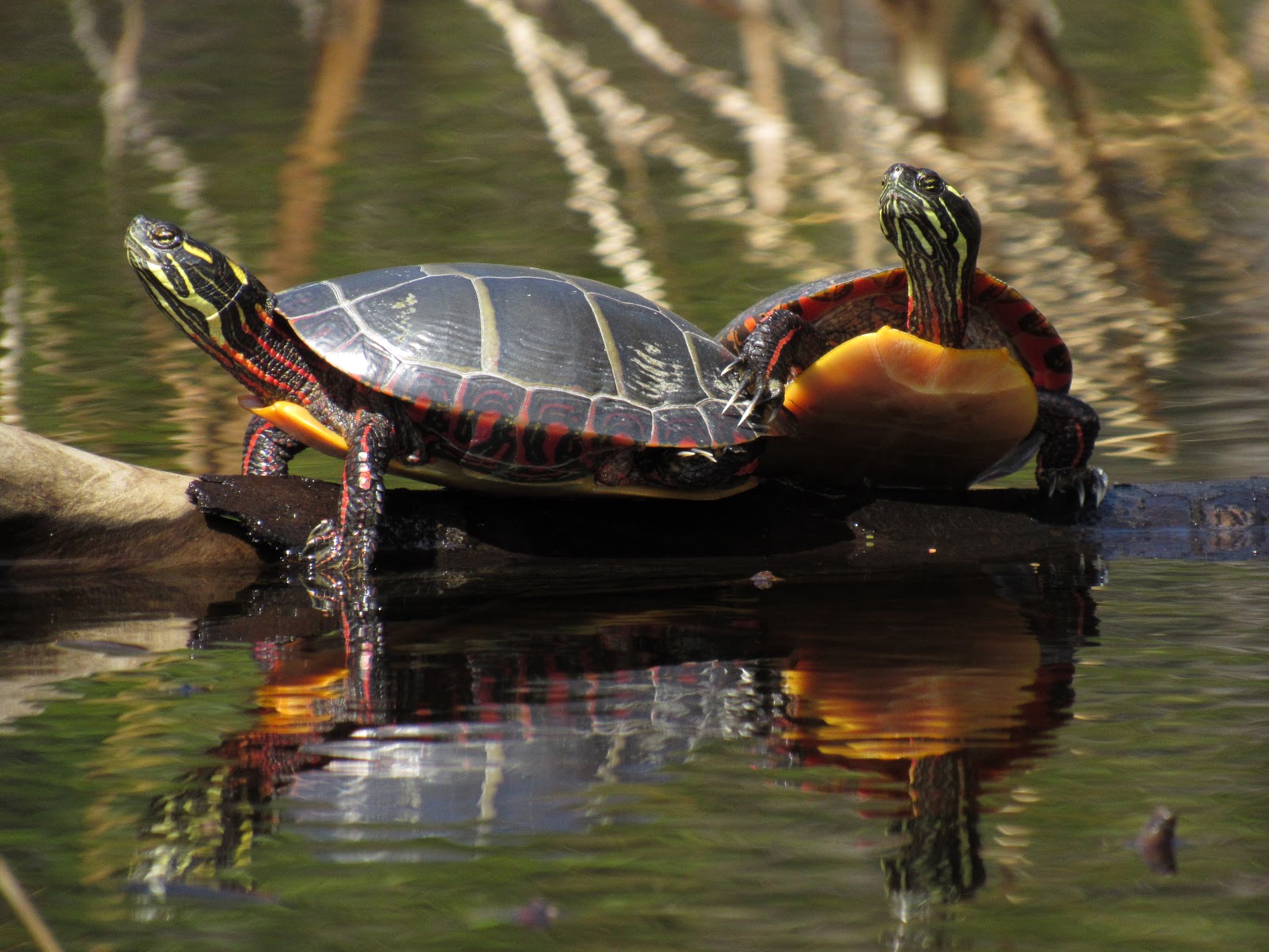 Recreational Kayaking in Maine: Runaround Pond - Early Spring