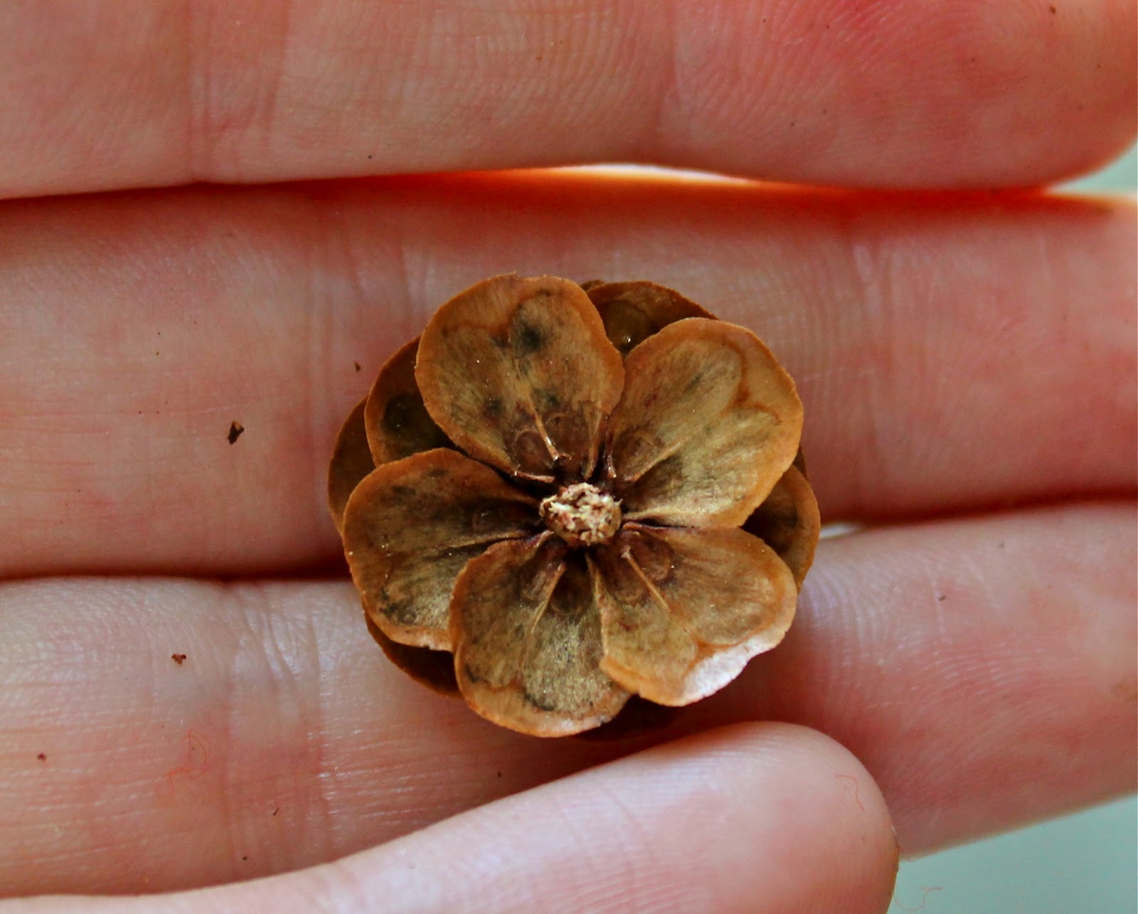 Twig and Toadstool: Pine Cone Flowers