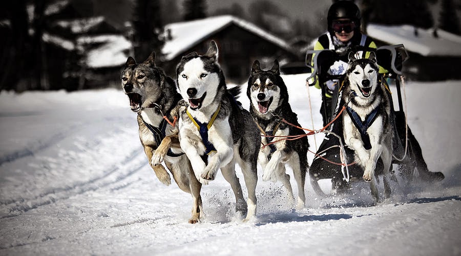 Mushing Toledo El Mushing