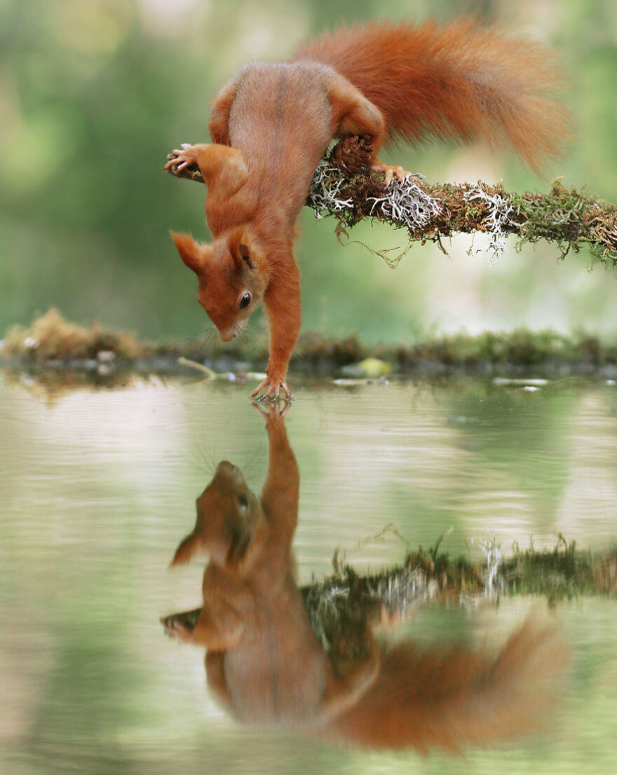28 Breathtaking Pictures Of Wild Nature Captured By Award-Winning Austrian Photographer 28 Breathtaking Pictures Of Wild Nature Captured By Award-Winning Austrian Photographer
