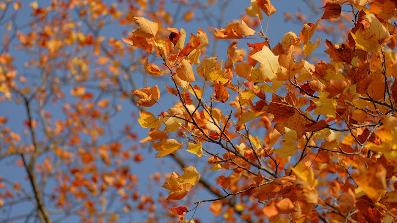 Last Days of Fall