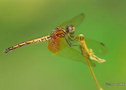 pretty dragonflies stories hong kong orthetrum neglectum pruinosum skimmer common male left dropwing photographic wildlife crimson