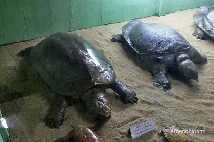 baning dayak museum zoologi bogor