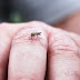 Paiján: Dengue autóctono brota y afecta a dos personas