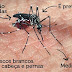 Quatro milhões de pessoas,devem pegar Zika Vírus este ano; Veja mitos e verdades sobre o vírus