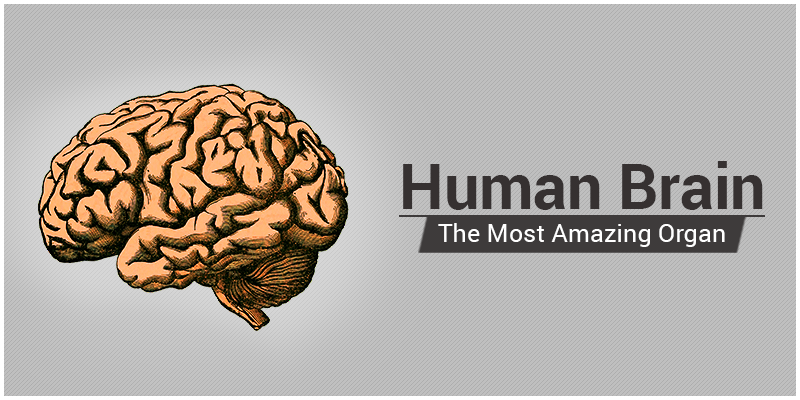 Amazing brain. Human Brain interesting facts. ХЬЮМАН Брейн раст.