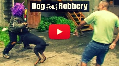 Watch how this brave dog protects his owner and foils a robbery attempt at the gun store via geniushowto.blogspot.com dog videos
