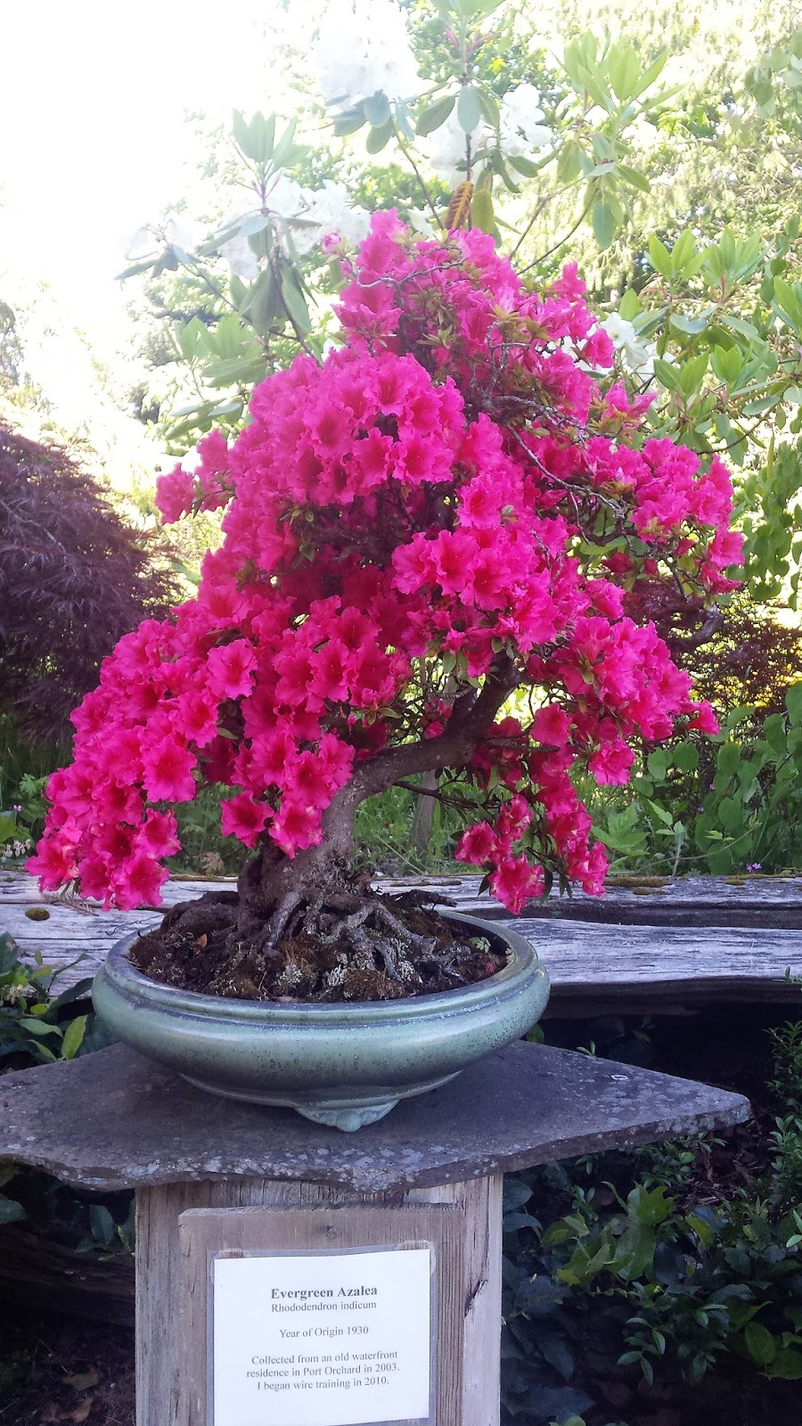 Rhododendrons Drink Of Choice Coffee Plant Something Oregon
