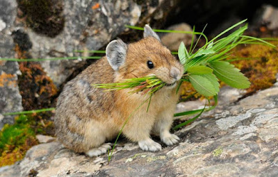 Pika - Animals That Start With P Pika - Animals That Start With P