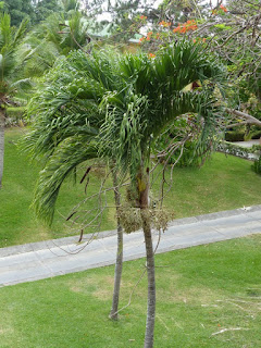 Palmiers et plantes ressemblantes du Panama Palmiers et plantes ressemblantes du Panama