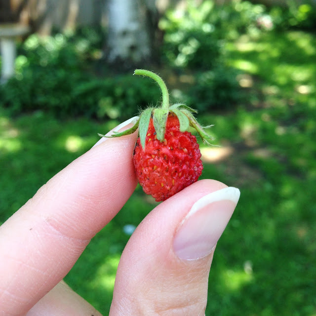 strawberries, wild strawberries, gardening, harvesting, Anne Butera, My Giant Strawberry