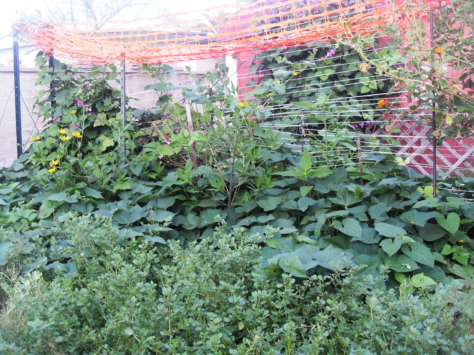 The Scientific Gardener: The Negected Garden