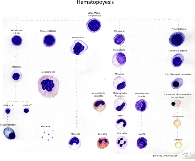 Biometria Hematica Eritropoyesis