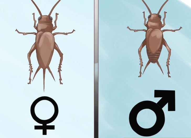 apa perbedaan jangkrik jantan dengan betina, bagaimana cara membedakan jangkrik jantan dengan betina