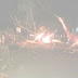Pohon Besar Tiba-Tiba Tumbang Di Jln. Bina Karya Benteng
